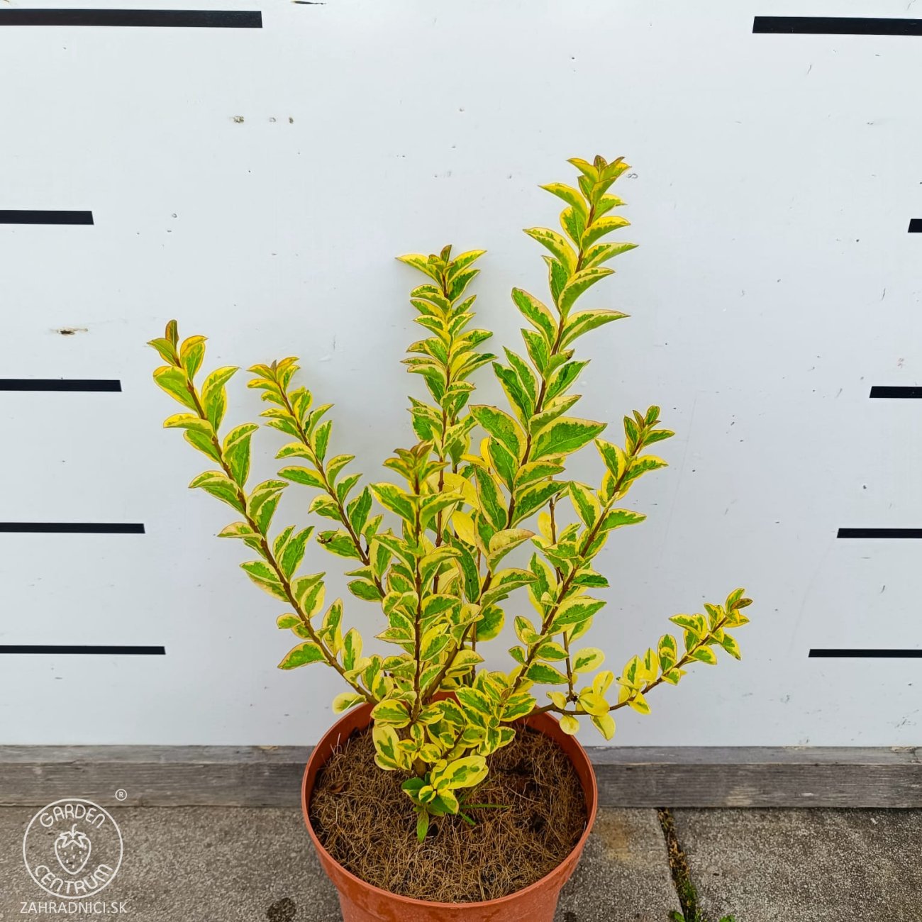 Obrázok Vtáčí zob vajcolistý (Ligustrum Ovalifolium) ´AUREUM´ - výška 20-30 cm, kont. C2L